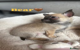 Chihuahua dogs for sale: Merle Chihuahua Puppies - Image 10