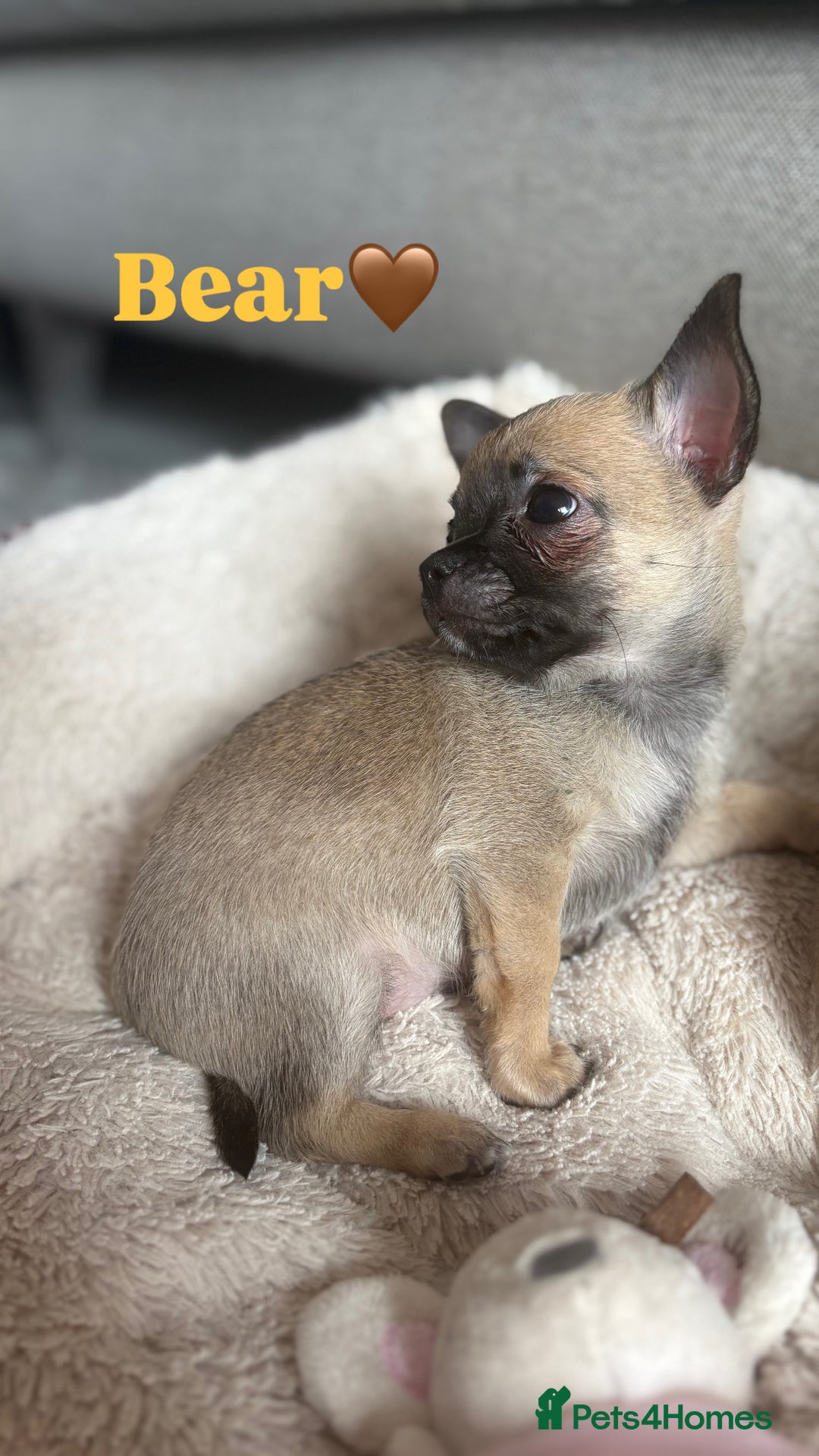 Chihuahua dogs for sale: Merle Chihuahua Puppies - Image 10