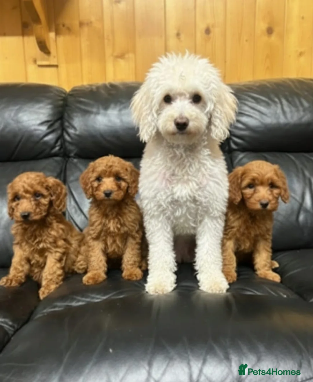 Cockapoo dogs for sale: Cockapoo puppies  in Romford - Advert 12