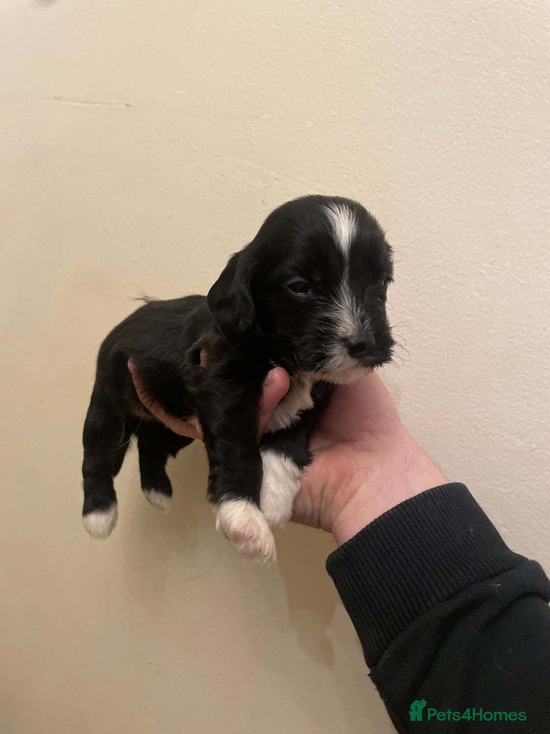 Mixed Breed dogs for sale: Gorgeous Sprockador puppy’s for sale - Image 6