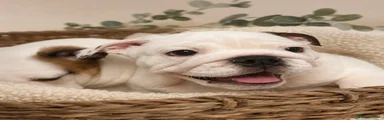 English Bulldog 2