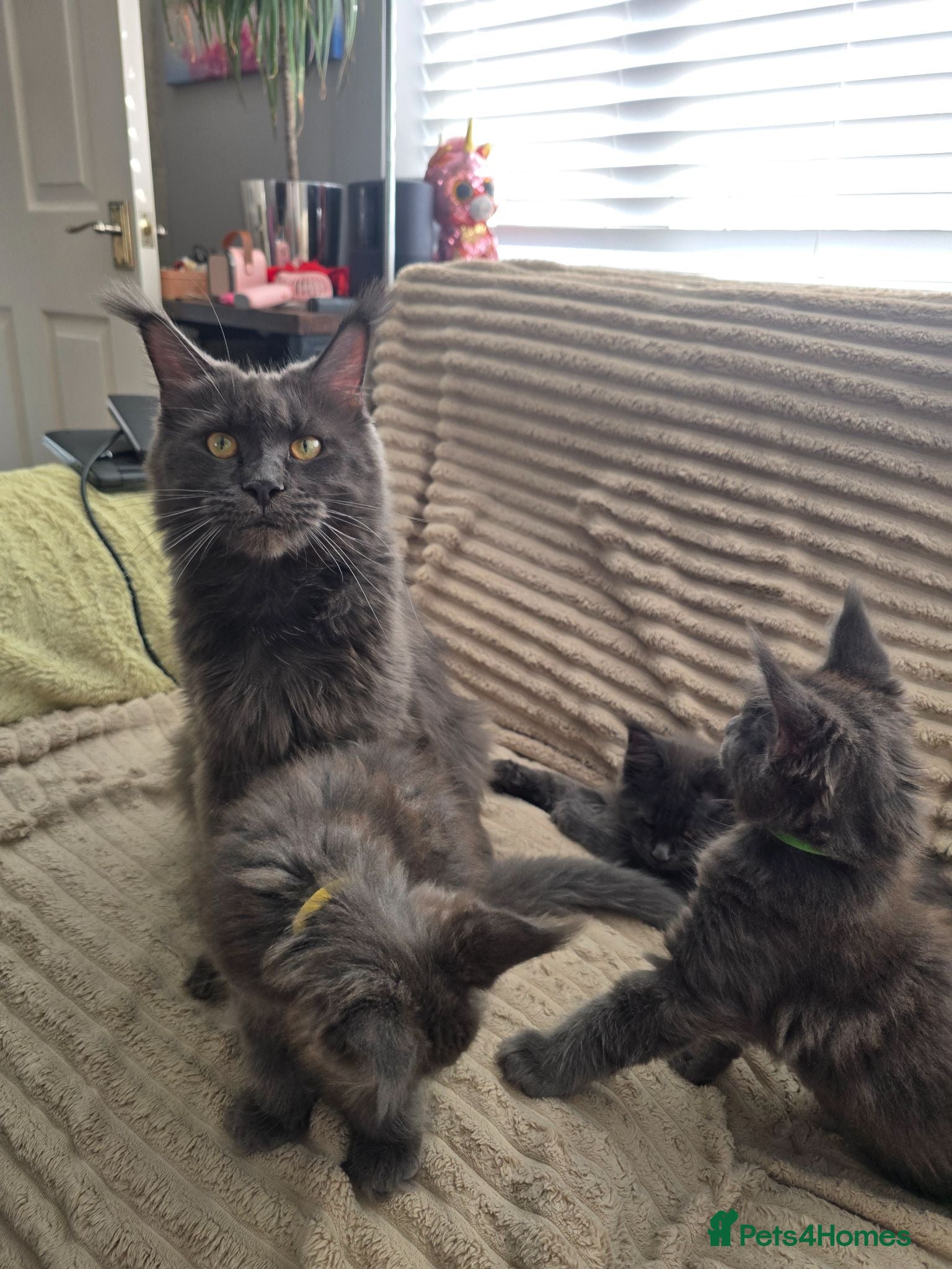 Maine Coon cats Blue Maine Coon tica registered  - Advert 2