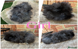 Guinea Pig rodents for sale: Male and female young/baby Guniea pigs for sale  - Image 6