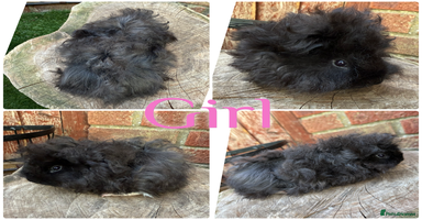 Guinea Pig rodents - Advert 9
