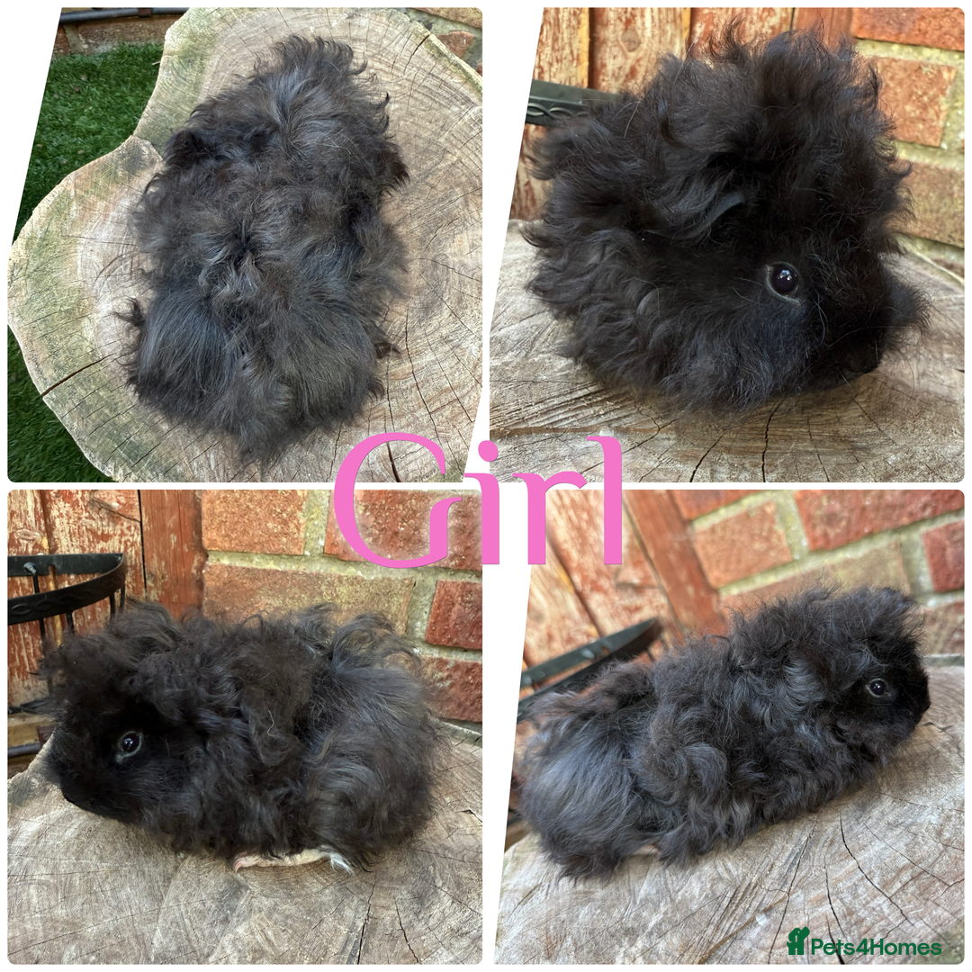Guinea Pig rodents for sale: Male and female young/baby Guniea pigs for sale  - Image 6