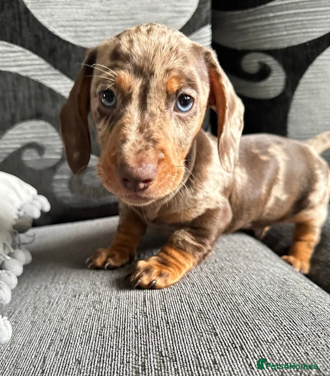 Miniature Dachshund dogs KC registered Miniature Dachshund  - Advert 1