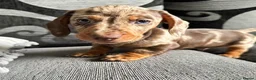 Miniature Dachshund dogs for sale: KC registered Miniature Dachshund  - Advert 1