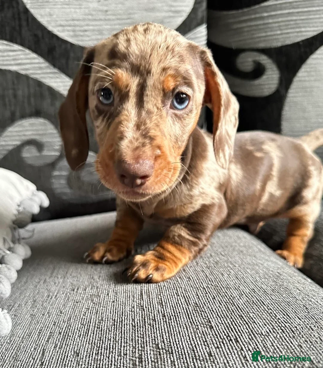 Miniature Dachshund dogs for sale: KC registered Miniature Dachshund  - Advert 1