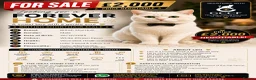 British Shorthair cats for sale: PRICE NEGOTIABLE | British Shorthair Boy Leo - Advert 2