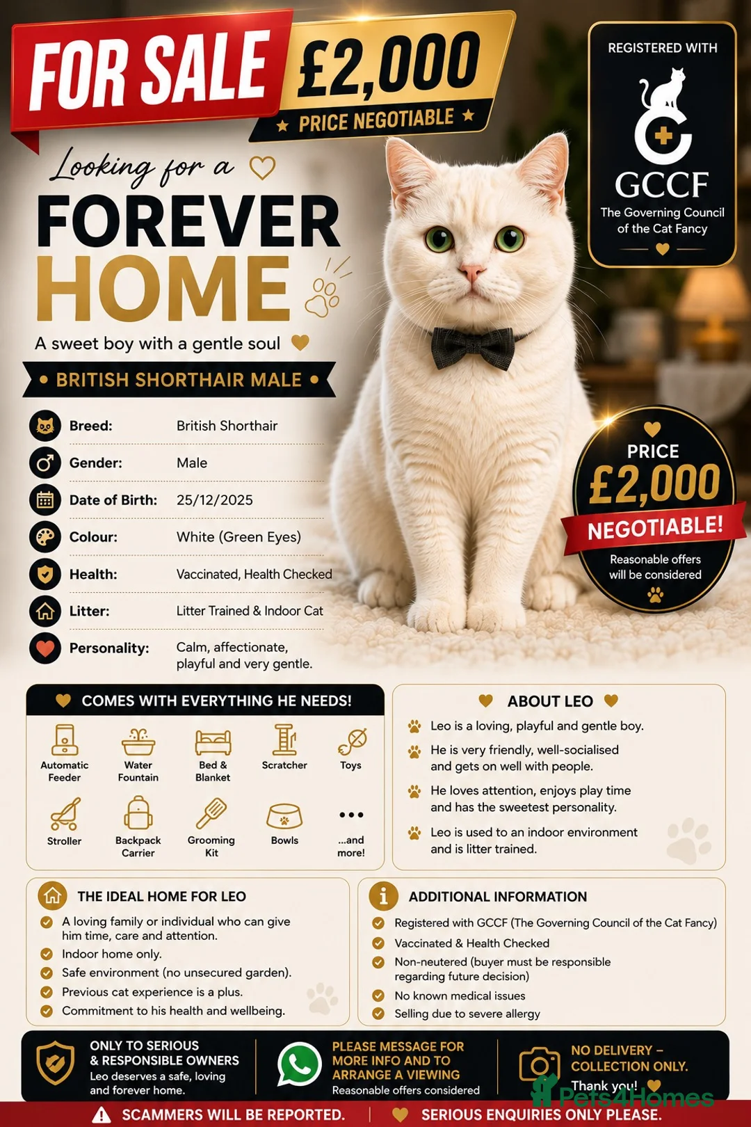 British Shorthair cats for sale: PRICE NEGOTIABLE | British Shorthair Boy Leo - Advert 2