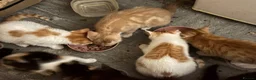 Mixed Breed cats for sale: The Most Adorable Kittens - Advert 10