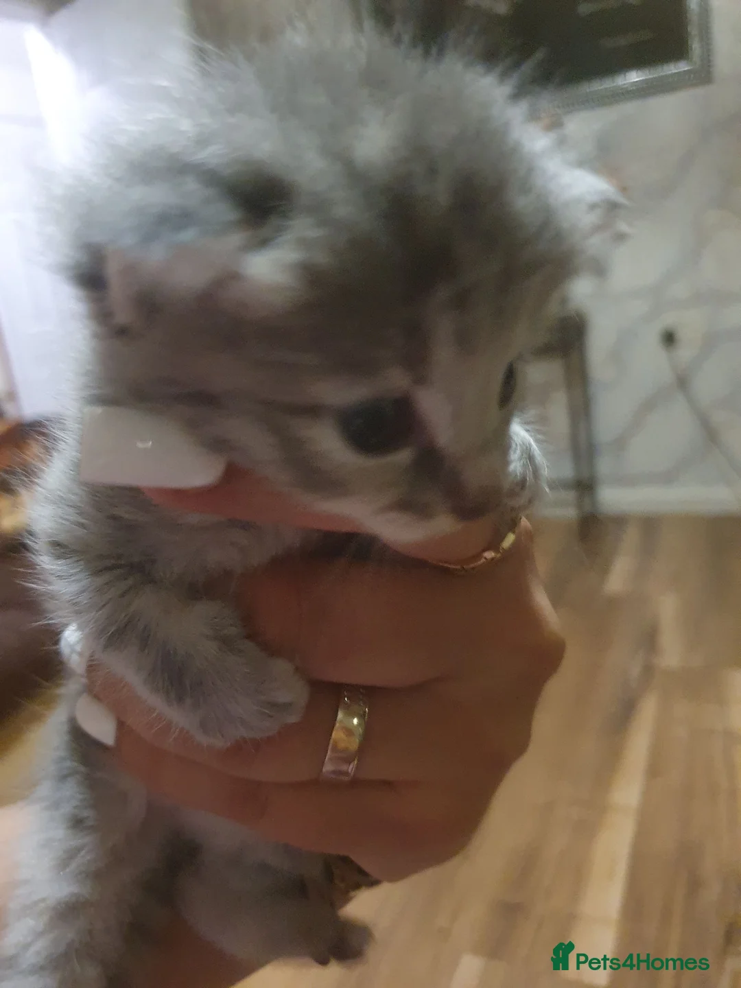 Mixed Breed cats for sale: Miss Angelina - Advert 2