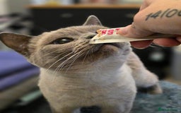 British Shorthair cats for sale: BSH kittens ready now vet checked - Image 17