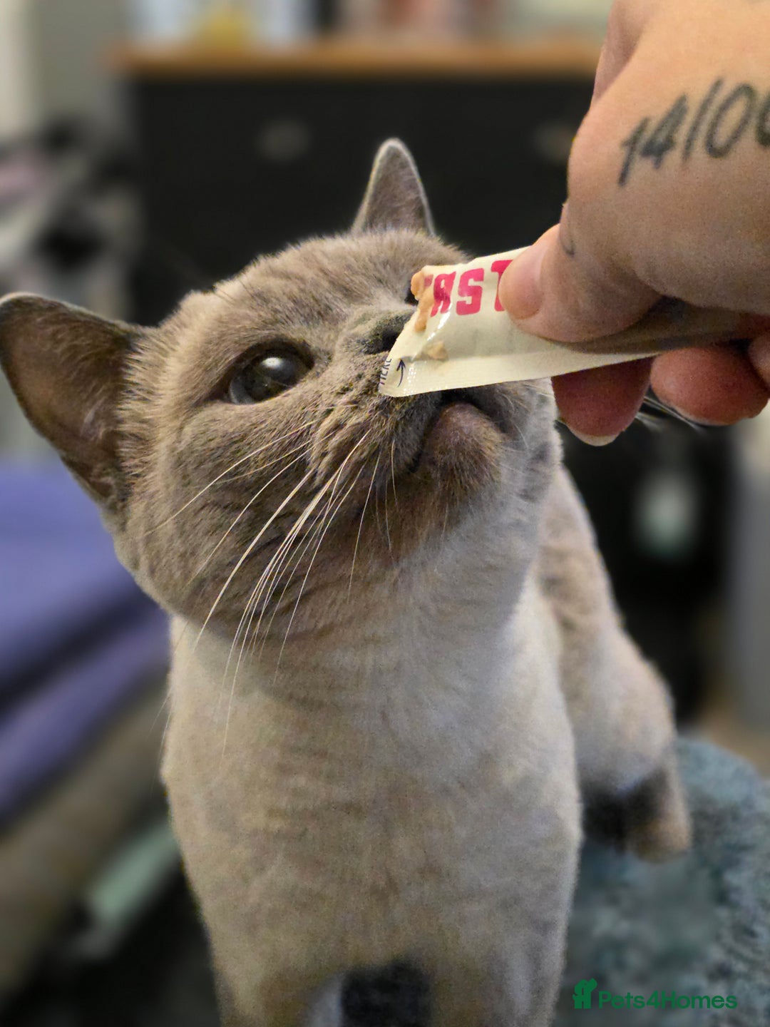 British Shorthair cats for sale: BSH kittens ready now vet checked - Image 17