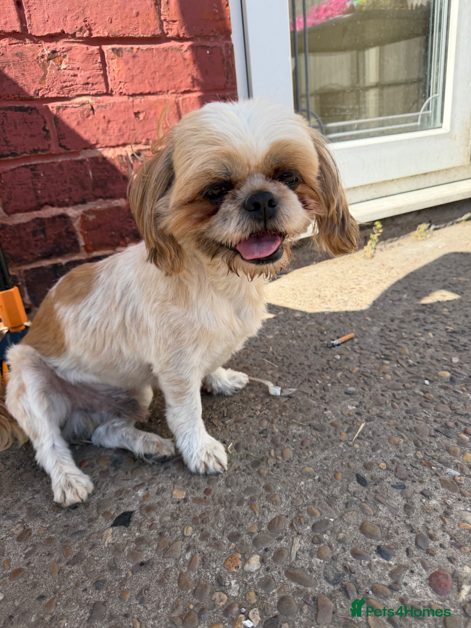 Shih Tzu dogs for sale: ROLO – LOOKING FOR HIS FOREVER HOME - Advert 4