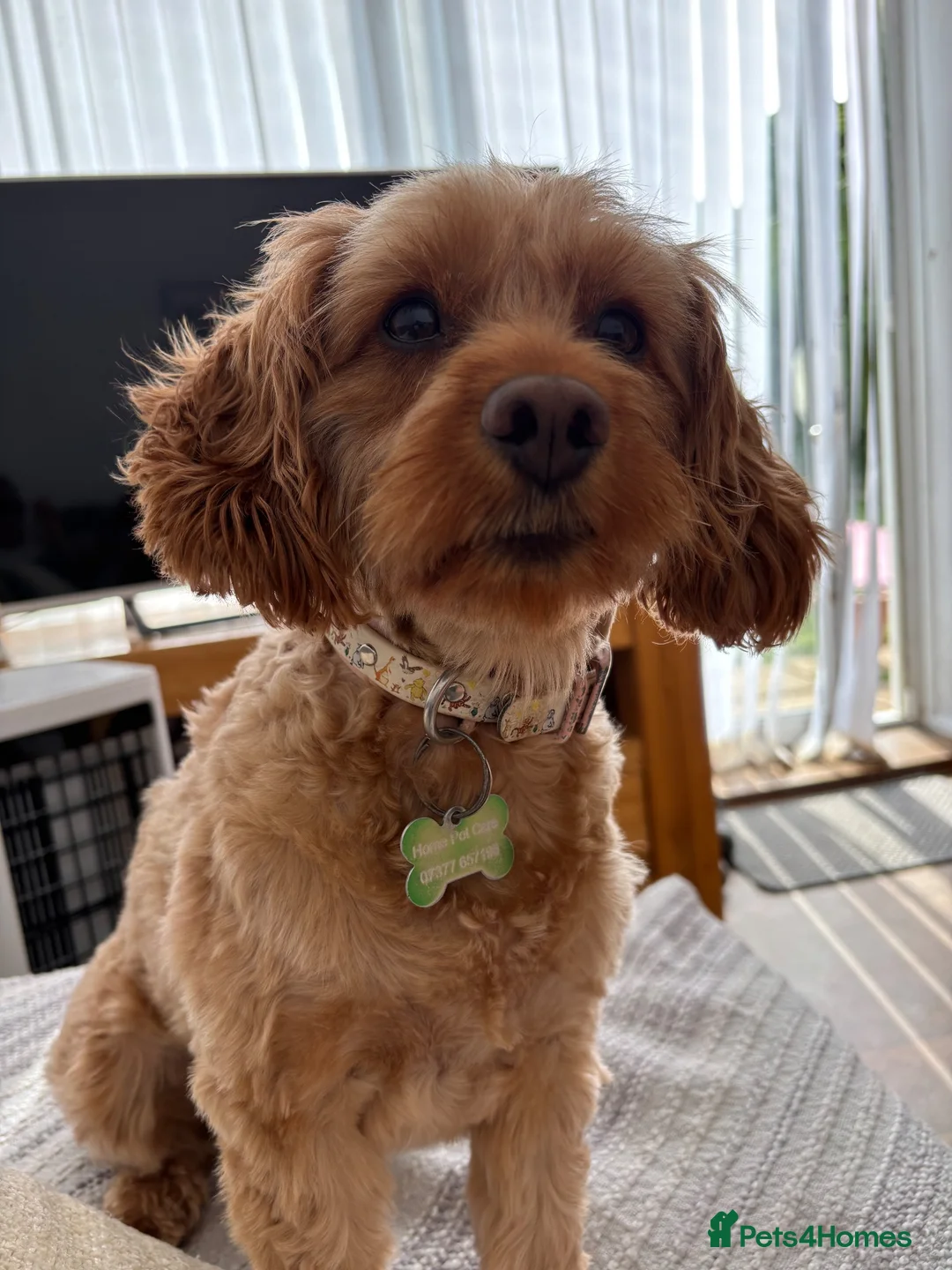 Cockapoo dogs for sale: Cockapoo for sale - Advert 1