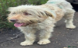 Mixed Breed dogs for adoption: SZITA, a Lovely Big Girl - for a Loving Home - Image 2