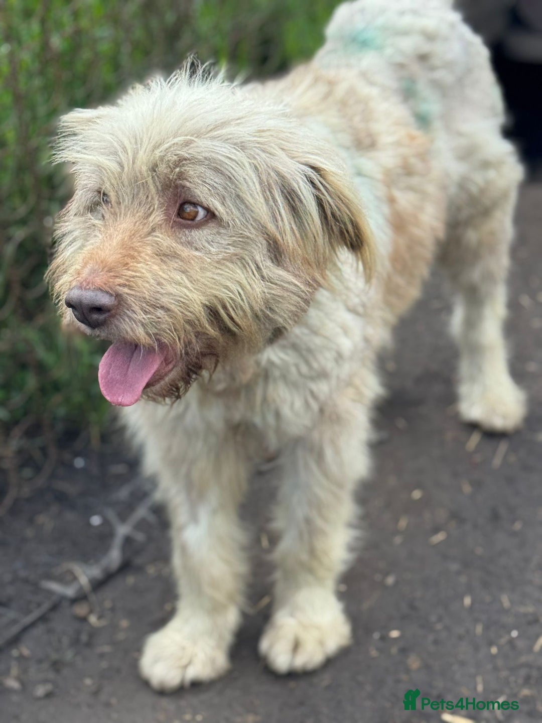 Mixed Breed dogs for adoption: SZITA, a Lovely Big Girl - for a Loving Home - Image 2