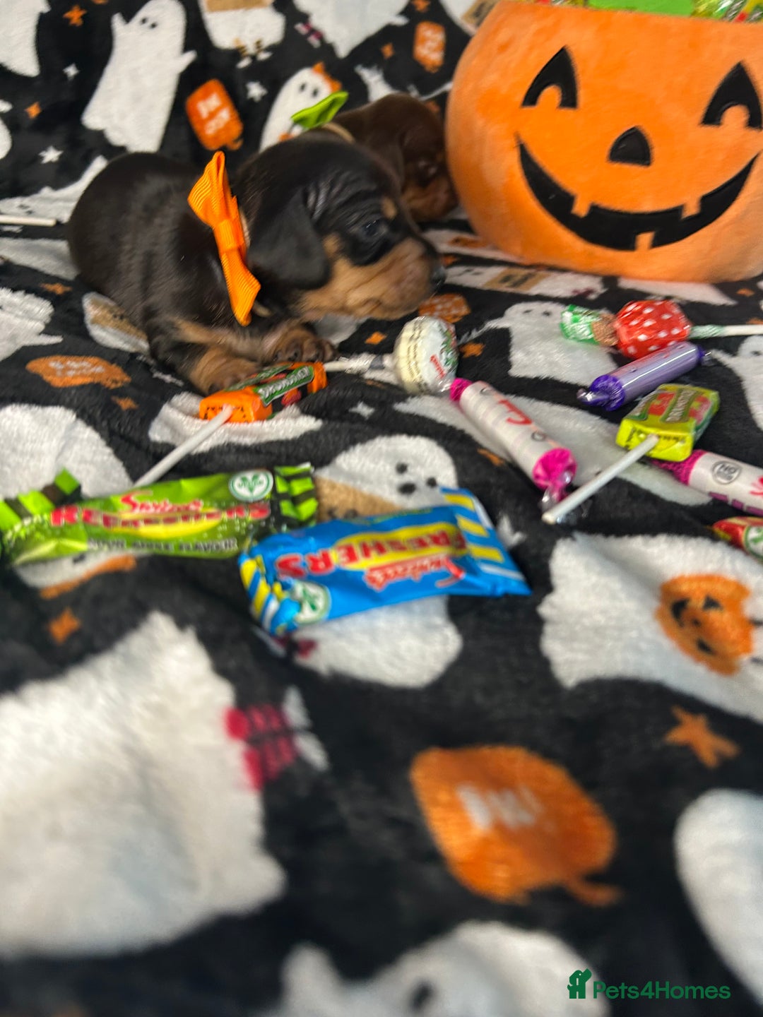 Miniature Dachshund dogs for sale: Black/tan female miniature dachshund  - Image 15