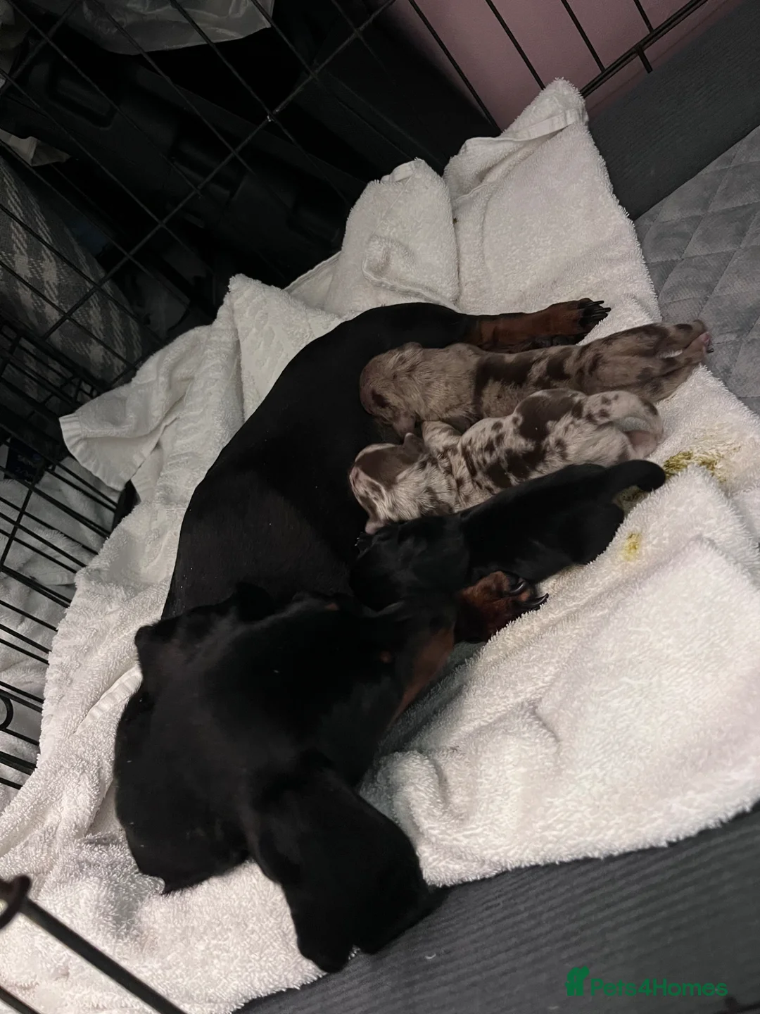 Miniature Dachshund dogs for sale: Miniature dachshund puppies KC REG PRA CLEAR - Advert 11