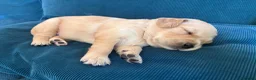 Golden Retriever dogs for sale: Beautiful KC Golden Retrievers  - Advert 12