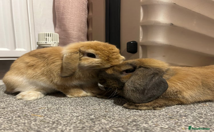 Mini Lop rabbits - Advert 5