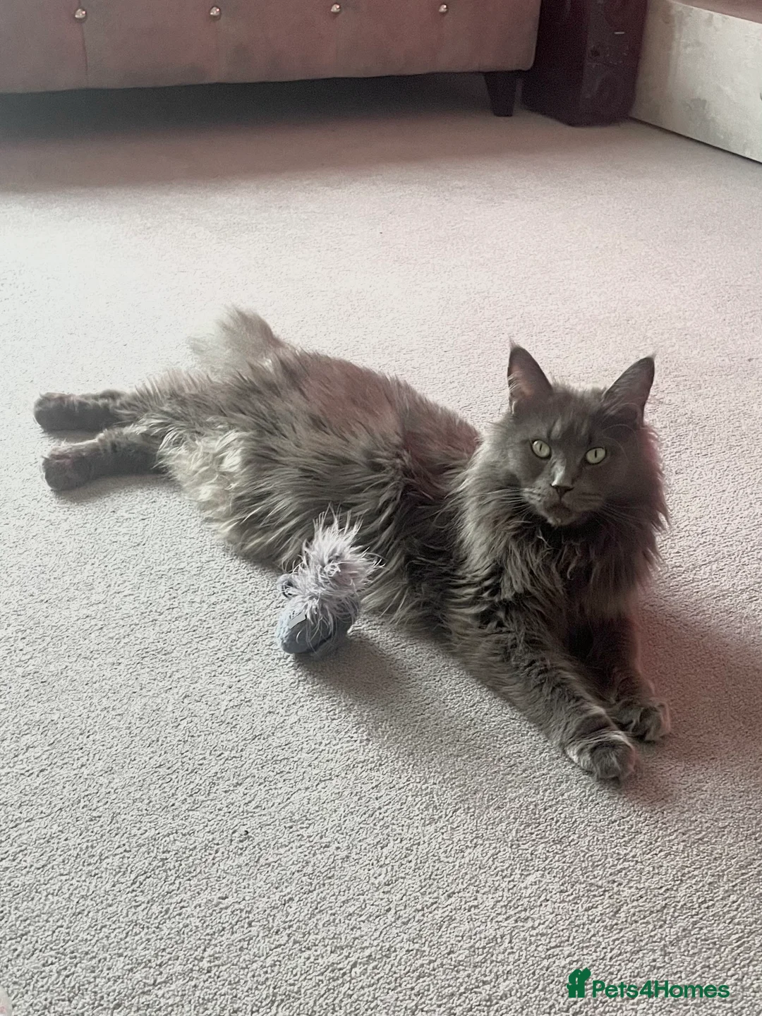 Maine Coon cats for sale: Giant Russian Mainecoons Kittens - Advert 5