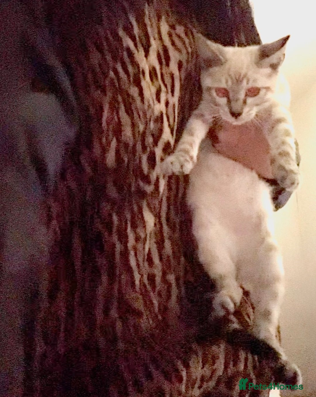 Bengal cats for stud: Proven snow bengal & brown bengal for stud - Image 5