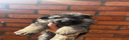 German Shepherd dogs for sale: READY NEXT WEEK working shepherd puppies - Advert 35