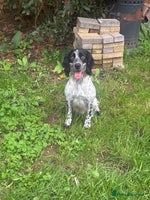 Sprocker dogs - Advert 5