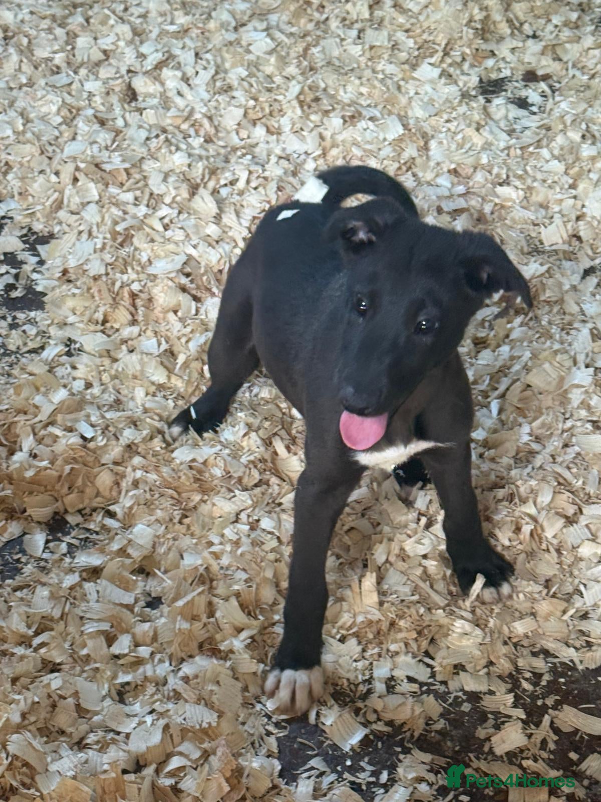 Mixed Breed dogs Bedlington whippet  - Advert 12