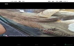 Monitor reptiles for sale: CB23 Ackie  - Image 1