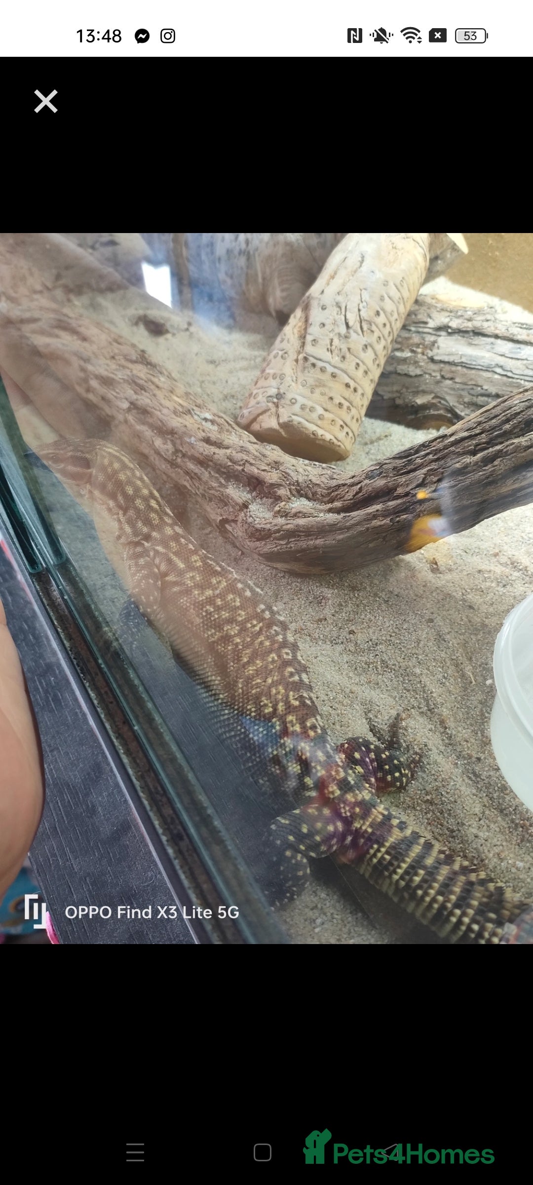 Monitor reptiles for sale: CB23 Ackie  - Image 1