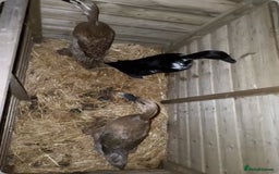 Ducks poultry for sale: Three female Indian runner ducks - Advert 1