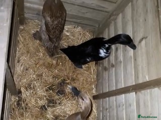 Ducks poultry Three female Indian runner ducks - Advert 2