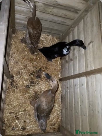 Ducks poultry Three female Indian runner ducks - Advert 1