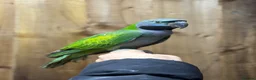 Parrots birds for sale: Lord Darbyan parrot  - Advert 4