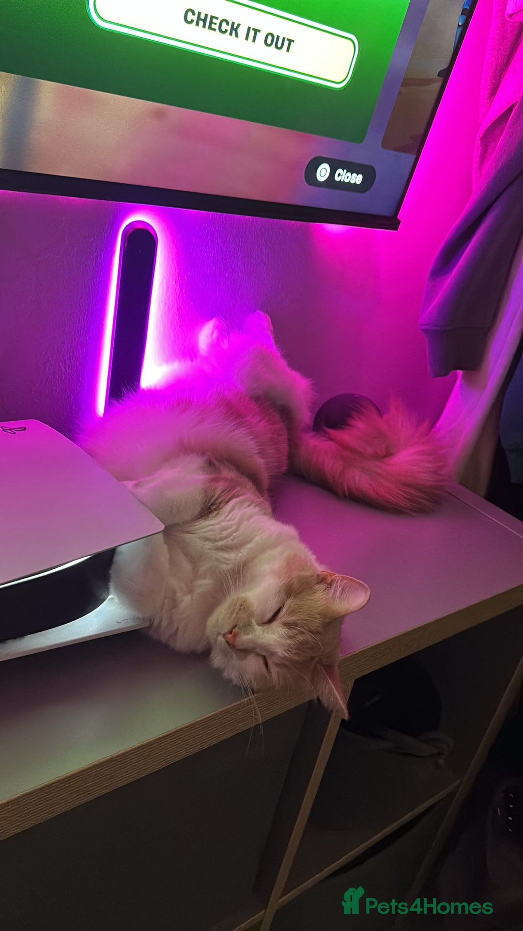 Mixed Breed cats for sale: Beautiful and affectionate 1 year old male - Advert 13