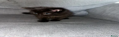 Black kitten