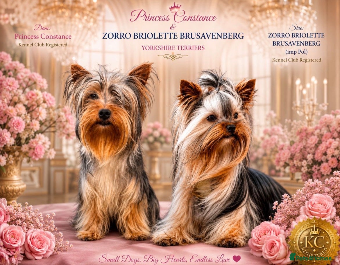 Yorkshire Terrier dogs KC registered pedigree Yorkshire Terrier - Advert 4