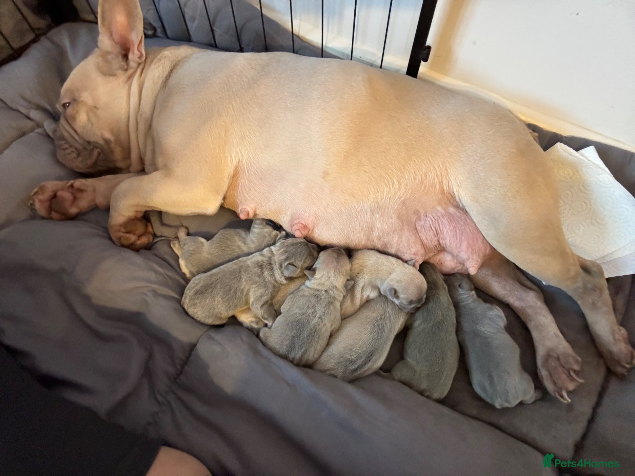 French Bulldog dogs KC French bulldog puppies - Advert 1