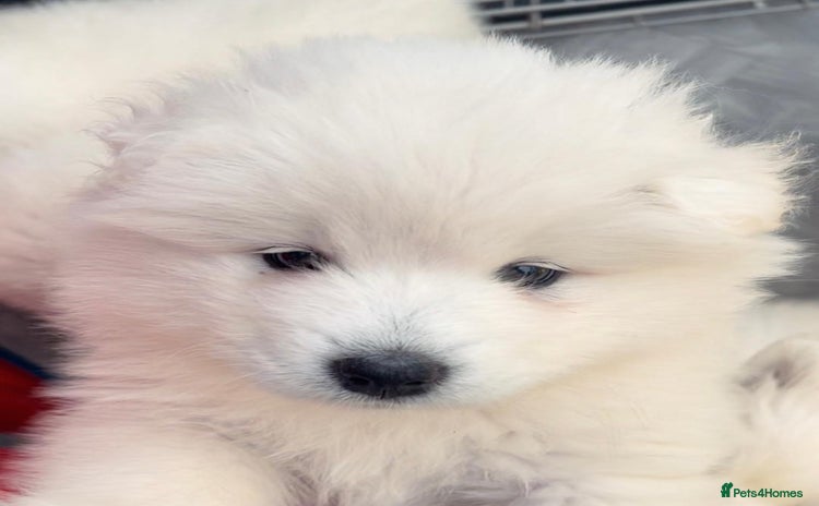 Samoyed dogs in Stratford-upon-Avon - Advert 1