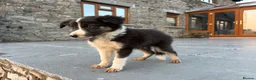 Border Collie dogs for sale: Beautiful Welsh Border Collie Puppies in Brecon - Advert 28