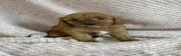Cavapoo dogs for sale: F1 Cavapoo babies  - Advert 13