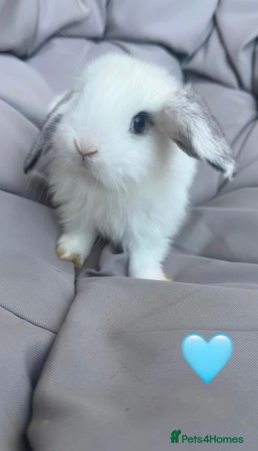 Mini Lop rabbits Mini lops bunnies  - Advert 1