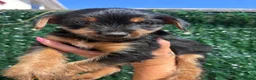 Yorkshire Terrier dogs for sale: ONE LITTLE FEMALE YORKIE PUPPY LEFT READY TODAY - Advert 32