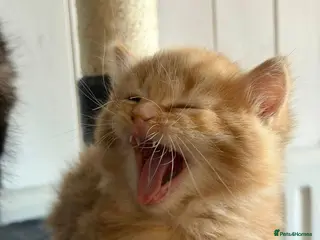 Mixed Breed cats for sale: Beautiful kittens - Advert 2