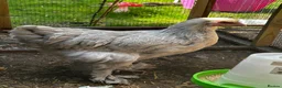 Chickens poultry for sale: Rare Isabella Brahma for sale  - Advert 1
