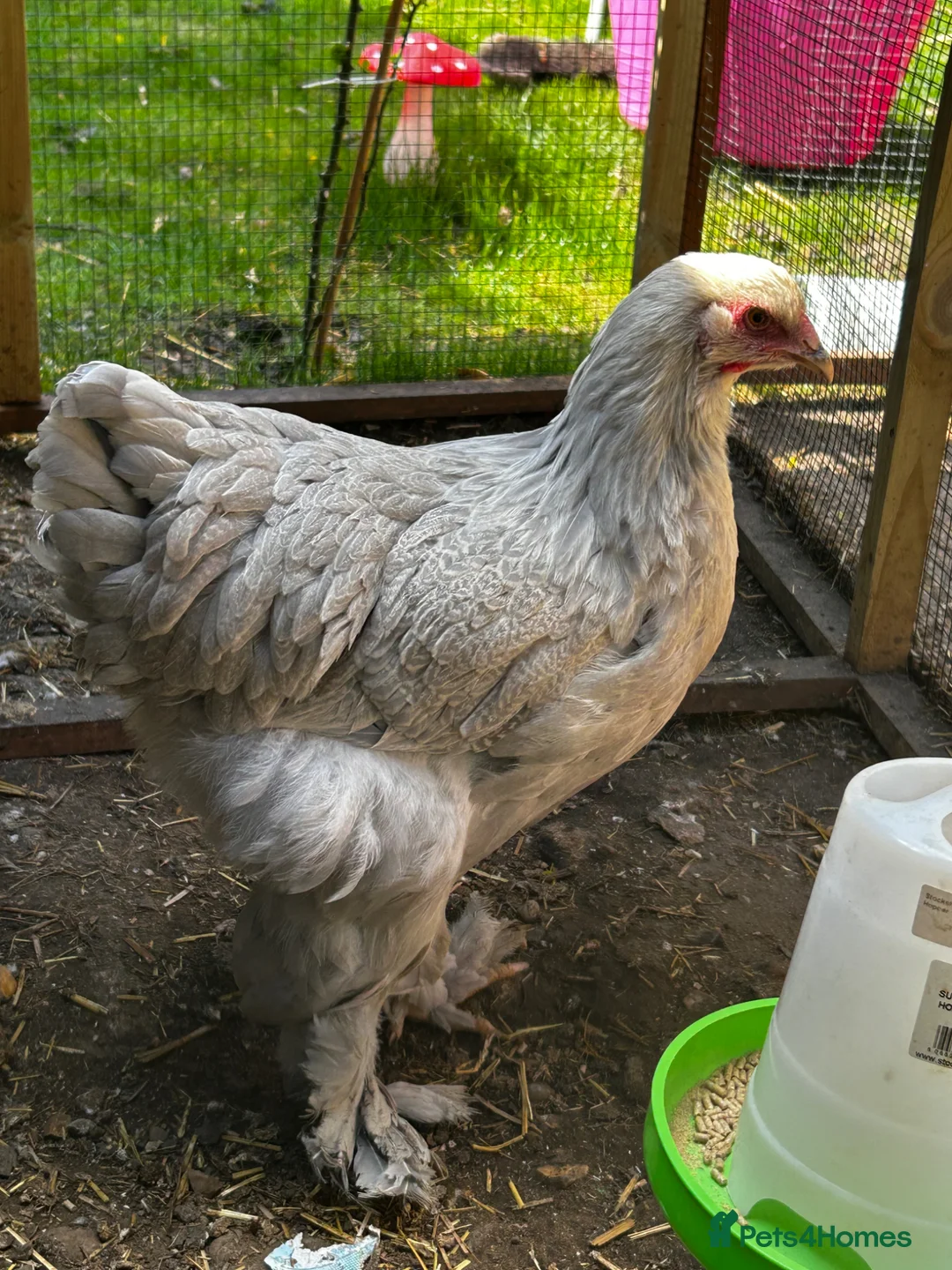 Chickens poultry for sale: Rare Isabella Brahma for sale  - Advert 1