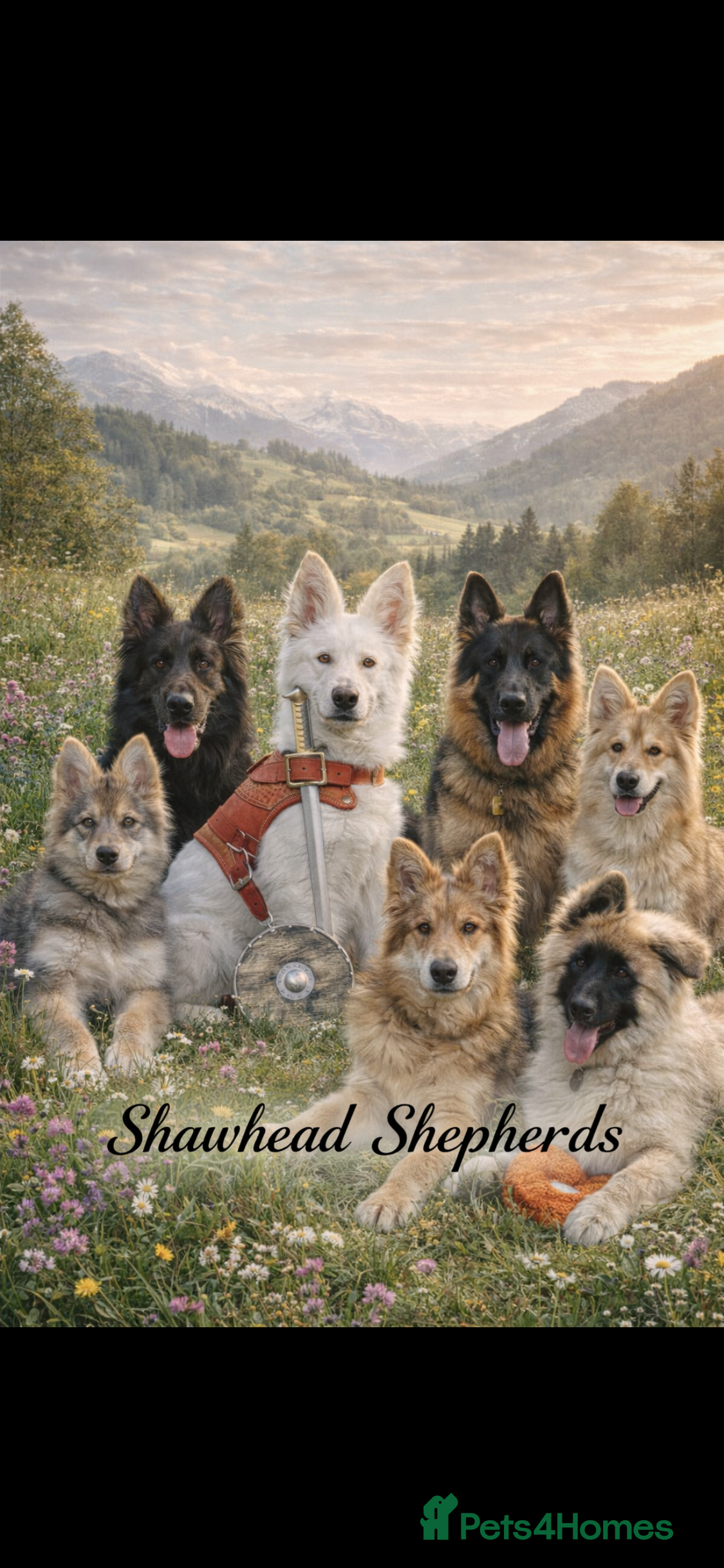 German Shepherd dogs Stunning German Shepherds  - Advert 2